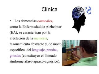 Clínica 
• Las demencias corticales, 
como la Enfermedad de Alzheimer 
(EA), se caracterizan por la 
afectación de la memoria, 
razonamiento abstracto y, de modo 
específico del lenguaje, praxias, 
gnosias (constituyen el llamado 
síndrome afaso-apraxo-agnósico). 
 