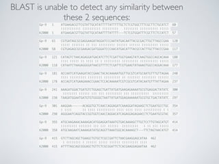 BLAST is unable to detect any similarity between 
these 2 sequences: 
Gp-9 1 ATGAAGACGTTCGTATTGCATATTTTTATTTTTGCTCTCGTGGCTTTCGCTTCTGCATCT 60 
||||||||||| |||||||||| ||||||||| |||||||| |||||||||| ||||| 
K2000 1 ATGAAGACGTTGGTATTGCATAATTTTATTTT---TCTCGTGGATTTCGCTTCTCCATCT 57 
! 
Gp-9 61 CGTGATAGCGCGAGGAAGATAGGATCCCAATATGACAATTACGCGACTTGCTTAGCCGAA 120 
||||| ||||||| || ||| ||||||||| |||||| |||||| ||||||||| ||||| 
K2000 58 CGTGAGAGCGCGAAGACGATGGGATCCCAACATGACATTTACGCCACTTGCTTACCCGAA 117 
! 
Gp-9 121 CATAGTCTAACAGAGGATGACATCTTCTCGATTGGTGAAGTATCAAGTGGCCAGCACAAA 180 
|||| ||||| || |||| || | ||||||||| ||||||||| |||||||||| ||||| 
K2000 118 CATAATCTAAGAGGGGATAACGTTTTCTCGATTCGTGAAGTATAAAGTGGCCAGGACAAA 177 
! 
Gp-9 181 ACCAATCATGAAGATACCGAACTACACAAAAATGGTTGCGTCATGCAATGTTTGTTAGAA 240 
|||| ||||||||| |||||||| ||||||||| || ||||||| |||||||| |||||| 
K2000 178 ACCAGTCATGAAGAAACCGAACTCCACAAAAATCGTCGCGTCATACAATGTTTATTAGAA 237 
! 
Gp-9 241 AAAGATGGACTGATGTCTGGAGCTGATTATGATGAAGAGAAAATGCGTGAGGACTATATC 300 
|||||||| |||||| ||| ||| ||||||||| ||| |||||||||| ||||||||| 
K2000 238 TAAGATGGAATGATGTGTGGGGCTAATTATGATGGAGAAAAAATGCGTGCTGACTATATC 297 
! 
Gp-9 301 AAGGAA------ACAGGTGCTCAACCAGGAGATCAAAGGATAGAAGCTCTGAATGCCTGC 354 
| |||| || |||| |||||||||| |||| |||| |||| |||||||||| | | 
K2000 298 AGGGAATCAGGTACCGGTGGTCAACCAGGACATCAGAGGAGAGAACCTCTGAATGCGTAC 357 
! 
Gp-9 355 ATGCAAGAAACAAAAGACATGGAGGATAAATGTGACAAAAGCTTGCTCCTTGTAGCATGT 414 
||||||||| ||||||| ||| ||| |||||| ||||||||| | || ||| ||||| 
K2000 358 ATGCAAGAATCAAAAGATATGCAGGTTAAATGGCACAAAAGCT---TTCTAGTAACATGT 414 
! 
Gp-9 415 GTCTTAGCAGCTGAAGCTGTGCTCGCCGATTCTAACGAAGGAGCATAA 462 
| |||||||| | |||||| ||||| |||||| ||||||||| |||| 
K2000 415 ATTTTAGCAGCGGGAGCTGTTCTCGCGGATTCTCACGAAGGAGAATAA 462 
 