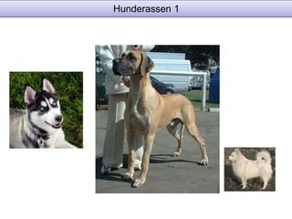 Hunderassen 1 
 
