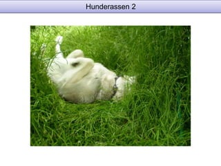 Hunderassen 2 
 