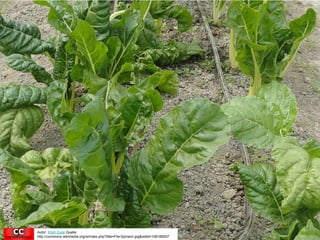 Autor: Krish Dulal Quelle: 
http://commons.wikimedia.org/w/index.php?title=File:Spinach.jpg&oldid=108160007 
 
