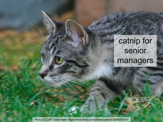catnip for
senior
managers
Photo (CC)-BY Dylan Ashe https://www.flickr.com/photos/ackook/3929957511/
 