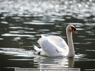 Photo (CC)-BY kaybee07 on Flickr https://www.flickr.com/photos/kurtbudiarto/7026555821
 