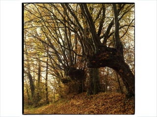 Autumn walks around the Sèvre niortaise river at Sepvret (Poitou-Charentes).