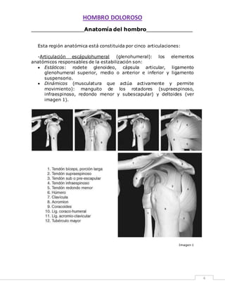 HOMBRO DOLOROSO 
4 
________________Anatomía del hombro______________ 
Esta región anatómica está constituida por cinco articulaciones: 
-Articulación escápulohumeral (glenohumeral): los elementos 
anatómicos responsables de la estabilización son: 
 Estáticos: rodete glenoideo, cápsula articular, ligamento 
glenohumeral superior, medio o anterior e inferior y ligamento 
suspensorio. 
 Dinámicos (musculatura que actúa activamente y permite 
movimiento): manguito de los rotadores (supraespinoso, 
infraespinoso, redondo menor y subescapular) y deltoides (ver 
imagen 1). 
Imagen 1 
 