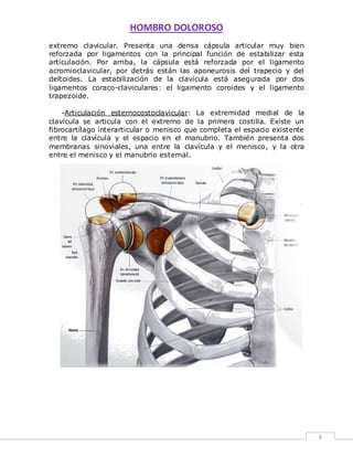 HOMBRO DOLOROSO 
6 
extremo clavicular. Presenta una densa cápsula articular muy bien 
reforzada por ligamentos con la principal función de estabilizar esta 
articulación. Por arriba, la cápsula está reforzada por el ligamento 
acromioclavicular, por detrás están las aponeurosis del trapecio y del 
deltoides. La estabilización de la clavícula está asegurada por dos 
ligamentos coraco-claviculares: el ligamento coroides y el ligamento 
trapezoide. 
-Articulación esternocostoclavicular: La extremidad medial de la 
clavícula se articula con el extremo de la primera costilla. Existe un 
fibrocartílago interarticular o menisco que completa el espacio existente 
entre la clavícula y el espacio en el manubrio. También presenta dos 
membranas sinoviales, una entre la clavícula y el menisco, y la otra 
entre el menisco y el manubrio esternal. 
 
