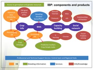 GIS 
Historical data 
(CGIAR/NARS) 
Crop Ontology 
Crop info 
Phenotyping DB 
Breeding Services Geno/Pheno 
Genotyping DB 
BMS 
Predictive markers Crop Simple traits 
Atlas 
Capacity building 
E- learning 
Communities of Practice 
Social network 
Forum Problem solving 
Professional and Technical Support Service: Central team and Regional Hubs 
Protocols 
Access to germplasm and genetic resources 
Manuals Tutorials 
DM good practice policy 
DB 
Breeding information 
Services 
Info/Knowledge 
Courses 
IBP: components and products  