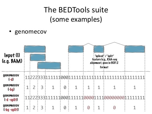 Bedtools: A Flexible Suite Of Utilities For Comparing Genomic Features ...