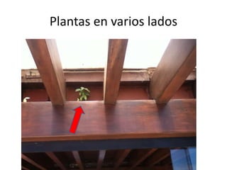 Plantas en varios lados

 
