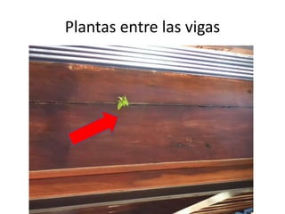 Plantas entre las vigas

 