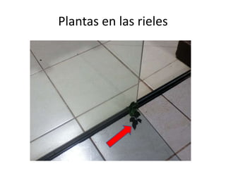 Plantas en las rieles

 