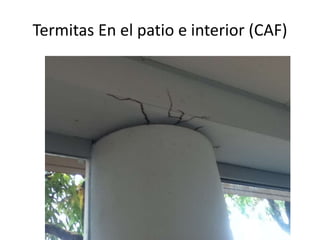 Termitas En el patio e interior (CAF)

 