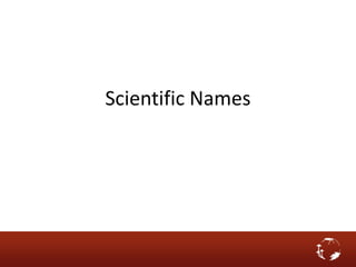 Scientific Names
 