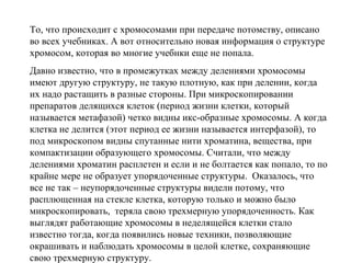 То, что происходит с хромосомами при передаче потомству, описано
во всех учебниках. А вот относительно новая информация о структуре
хромосом, которая во многие учебники еще не попала.
Давно известно, что в промежутках между делениями хромосомы
имеют другую структуру, не такую плотную, как при делении, когда
их надо растащить в разные стороны. При микроскопировании
препаратов делящихся клеток (период жизни клетки, который
называется метафазой) четко видны икс-образные хромосомы. А когда
клетка не делится (этот период ее жизни называется интерфазой), то
под микроскопом видны спутанные нити хроматина, вещества, при
компактизации образующего хромосомы. Считали, что между
делениями хроматин расплетен и если и не болтается как попало, то по
крайне мере не образует упорядоченные структуры. Оказалось, что
все не так – неупорядоченные структуры видели потому, что
расплющенная на стекле клетка, которую только и можно было
микроскопировать, теряла свою трехмерную упорядоченность. Как
выглядят работающие хромосомы в неделящейся клетки стало
известно тогда, когда появились новые техники, позволяющие
окрашивать и наблюдать хромосомы в целой клетке, сохраняющие
свою трехмерную структуру.
 