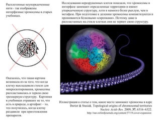 Иллюстрация к статье о том, какое место занимают хромосмы в ядре
Dorier & Stasiak. Topological origins of chromosomal territories
Nucleic Acids Res. 2009, 37, 6316–6322.
http://nar.oxfordjournals.org/content/37/19.cover-expansion
Расплетенные неупорядоченные
нити - так изображены
интерфазные хромосомы в старых
учебниках.
Оказалось, что такая картина
возникала из-за того, что когда
клетку выкладывали стекло для
микроскопирования, хромосомы
распластывалась и теряли свою
трехмерную структуру. Картинки
в учебниках отражают не то, что
есть в природе, а артефакт – то,
что получилось, когда клетку
раздавили при приготовлении
препаратов.
Исследования неразрушенных клеток показали, что хромосомы в
интерфазе занимают определенные территории и имеют
упорядоченную структуру, хотя и намного более рыхлую, чем в
метафазе. При подготовке к делению хромосомы компактизуются и
прошиваются белковыми «скрепками». Поэтому даже в
распластанных на стекле клетках они не теряют свою структуру.
 