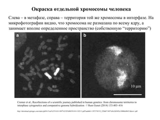 Cremer et al., Recollections of a scientific journey published in human genetics: from chromosome territories to
interphase cytogenetics and comparative genome hybridization // Hum Genet (2014) 133:403–416
http://download.springer.com/static/pdf/615/art%253A10.1007%252Fs00439-014-1425-5.pdf?auth66=1397376519_229d6714875a9c2d5692c10006e0b431&ext=.pdf
10 µm
Окраска отдельной хромосомы человека
Слева – в метафазе, справа – территория той же хромосомы в интерфазе. На
микрофотографии видно, что хромосома не размазана по всему ядру, а
занимает вполне определенное пространство (собственную “территорию”)
 