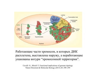 Cavalli G., Misteli T. Functional implications of genome topology
Nature Structural & Molecular Biology (2013) 20: 290–299
Работающие части хромосом, в которых ДНК
расплетена, выставлены наружу, а неработающие
упакованы внтури “хромосомной территории”.
 