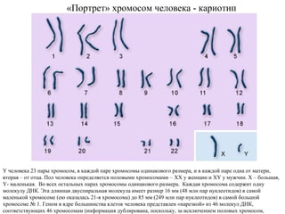 У человека 23 пары хромосом, в каждой паре хромосомы одинакового размера, и в каждой паре одна от матери,
вторая – от отца. Пол человека определяется половыми хромосомами – XX у женщин и XY у мужчин. Х – большая,
Y- маленькая. Во всех остальных парах хромосомы одинакового размера. Каждая хромосома содержит одну
молекулу ДНК. Эта длинная двуспиральная молекула имеет размер 16 мм (48 млн пар нуклеотидов) в самой
маленькой хромосоме (ею оказалась 21-я хромосома) до 85 мм (249 млн пар нуклеотидов) в самой большой
хромосоме № 1. Геном в ядре большинства клеток человека представлен «нарезкой» из 46 молекул ДНК,
соответствующих 46 хромосомам (информация дублирована, поскольку, за исключением половых хромосом,
хромосомы парные ).
«Портрет» хромосом человека - кариотип
 