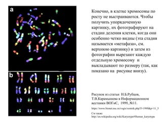 Конечно, в клетке хромосомы по
росту не выстраиваются. Чтобы
получить упорядоченную
картинку, их фотографируют на
стадии деления клетки, когда они
особенно четко видны (эта стадия
называется «метафаза», см.
верхнюю картинку) и затем из
фотографии вырезают каждую
отдельную хромосому и
выкладывают по размеру (так, как
показано на рисунке внизу).
Рисунок из статьи Н.Б.Рубцов,
Т.В.Карамышева в Информационном
вестникн ВОГиС, 1999, №11.
https://www.bionet.nsc.ru/vogis/vestnik.php?f=1999&p=11_5
См также
http://en.wikipedia.org/wiki/Karyotype#Human_karyotype
 