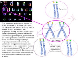 Если присмотреться повнимательнее, то
видно, что во время деления (в метафазе)
каждая хромосома похожа на букву “икс” и
состоит из двух половинок. Так
получилось потому, что в исходной клетке
(схема справа вверху) каждая хромосома
удваивается (средний рис.). До деления эти
две новые хромосомы остаются сцеплены в
месте, называемом центромерой (на
рисунке указана красной точкой). К
центромере прикреплены специальные
нити, которые потом сократятся и растянут
по половинке из каждой “буквы икс” в
новые клетки (рис. внизу). Для того, чтобы
показать, что происходит при делении, мы
пометили хромосомы в паре цветными
метками.
Пара хромосом
Каждая хромосома в
паре удвоилась
После деления в
дочерних клетках
опять такой же
набор хромосом,
как был в исходной
 