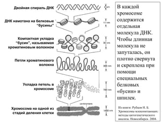 Двойная спираль ДНК
ДНК намотана на белковые
“бусины”
Компактная укладка
“бусин”, называемая
хроматиновым волокном
Петли хроматинового
волокна
Укладка петель в
хромосоме
Хромосома на одной из
стадий деления клетки
В каждой
хромосоме
содержится
отдельная
молекула ДНК.
Чтобы длинная
молекула не
запуталась, он
плотно свернута
и скреплена при
помощи
специальных
белковых
«бусин» и
шпилек.
Из книги: Рубцов Н. Б.
Хромосомы млекопитающих:
методы цитогенетического
анализа. Новосибирск. 2004.
 