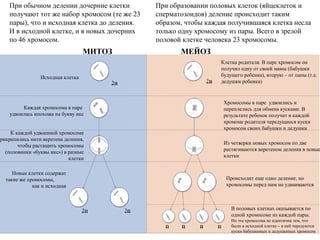 При обычном делении дочерние клетки
получают тот же набор хромосом (те же 23
пары), что и исходная клетка до деления.
И в исходной клетке, и в новых дочерних
по 46 хромосом.
При образовании половых клеток (яйцеклеток и
сперматозоидов) деление происходит таким
образом, чтобы каждая получившаяся клетка несла
только одну хромосому из пары. Всего в зрелой
половой клетке человека 23 хромосомы.
Каждая хромосома в паре
удвоилась и похожа на букву икс
Хромосомы в паре удвоились и
переплелись для обмена кусками. В
результате ребенок получит в каждой
хромоме родителя чередущиеся куски
хромосом своих бабушки и дедушки
Из четверки новых хромосом по две
растягиваются веретеном деления в новые
клетки
Происходит еще одно деление, но
хромосомы перед ним не удваиваются
В половых клетках оказывается по
одной хромосоме из каждой пары.
Но эта хромосома не идентична тем, что
были в исходной клетке – в ней чередуются
куски бабушкиных и дедушкиных хромосом
Клетка родителя. В паре хромосом он
получил одну от своей мамы (бабушки
будущего ребенка), вторую – от папы (т.е.
дедушки ребенка)
К каждой удвоенной хромосоме
прикрепились нити веретена деления,
чтобы растащить хромосомы
(половинки «буквы икс») в разные
клетки
Исходная клетка
Новые клетки содержат
такие же хромосомы,
как и исходная
МИТОЗ МЕЙОЗ
 
