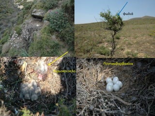 φωλιά
Αγριοκοφνελο
Ποντικοβαρβακίνα
 