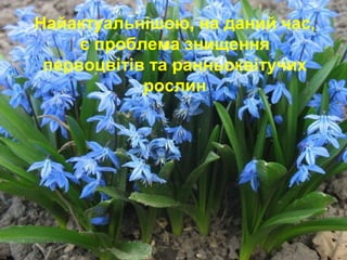 Найактуальнішою, на даний час,
є проблема знищення
первоцвітів та ранньоквітучих
рослин
 