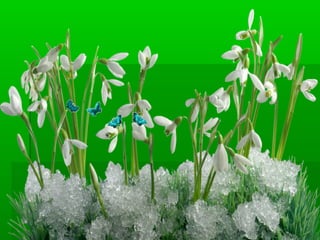 водограй 2014