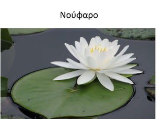 Νούφαο 
 