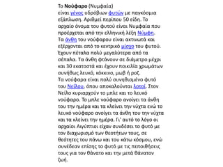Το Νούφαο (Νυμφαία) 
είναι γένος υδρόβιων φυτών με παγκόσμια 
εξάπλωση. Αριθμεί περίπου 50 είδη. Το 
αρχαίο όνομα του φυτού είναι Νυμφαία που 
προέρχεται από την ελληνική λέξη Νύμφη. 
Τα άνθη του νούφαρου είναι ακτινωτά και 
εξέρχονται από το κεντρικό μίσχο του φυτού. 
Έχουν πέταλα πολύ μεγαλύτερα από τα 
σέπαλα. Τα άνθη φτάνουν σε διάμετρο μέχρι 
και 30 εκατοστά και έχουν ποικιλία χρωμάτων 
συνήθως λευκό, κόκκινο, μωβ ή ροζ. 
Τα νούφαρα είναι πολύ συνηθισμένο φυτό 
του Νείλου, όπου αποκαλούνται λοτοί. Στον 
Νείλο κυριαρχούν το μπλε και το λευκό 
νούφαρο. Το μπλε νούφαρο ανοίγει τα άνθη 
του την ημέρα και τα κλείνει την νύχτα ενώ το 
λευκό νούφαρο ανοίγει τα άνθη του την νύχτα 
και τα κλείνει την ημέρα. Γι' αυτό το λόγο οι 
αρχαίοι Αιγύπτιοι είχαν συνδέσει το φυτό με 
τον διαχωρισμό των θεοτήτων τους, σε 
θεότητες του πάνω και του κάτω κόσμου, ενώ 
συνέδεαν επίσης το φυτό με τις πεποιθήσεις 
τους για τον θάνατο και την μετά θάνατον 
ζωή. 
 