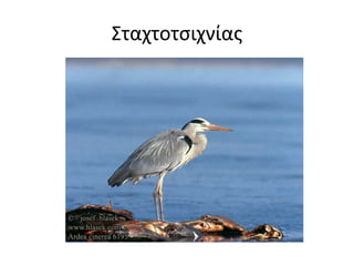 Σταχτοτσιχνίας 
 