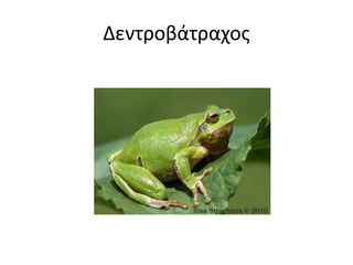 Δεντοβάταχος 
 