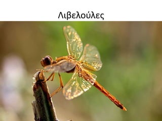 ιβελούλες 
 