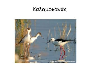 Καλαμοκανάς 
 