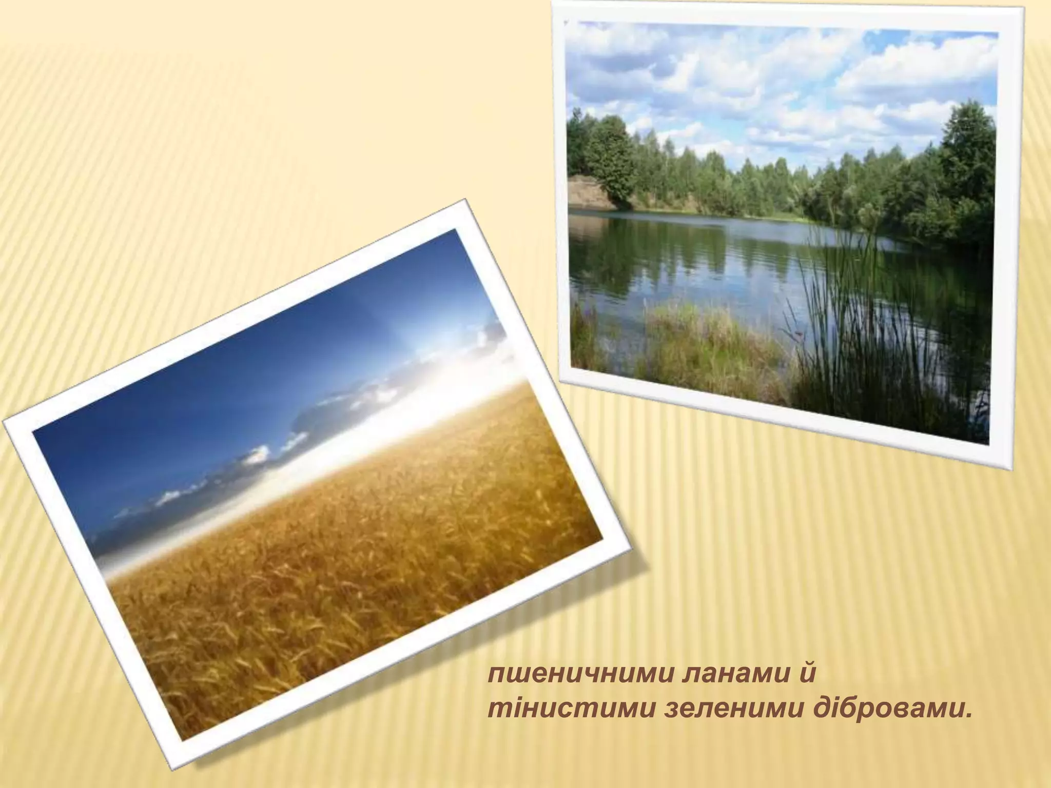 пшеничними ланами й 
тінистими зеленими дібровами. 
 