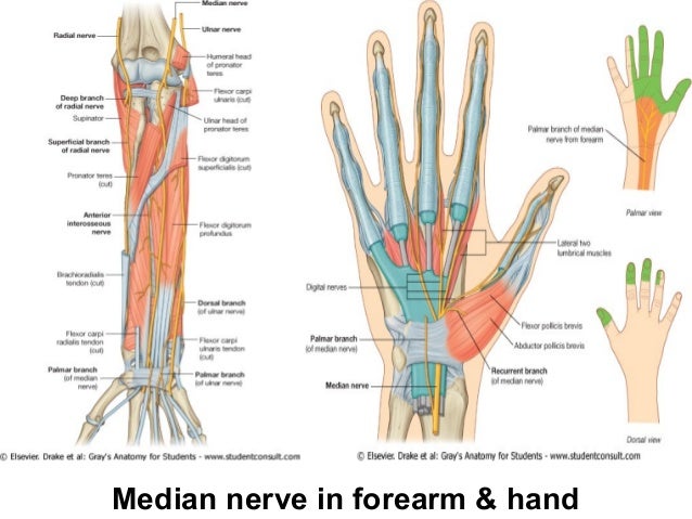Nerve Lesions of Upper Limb .Prof. Laila M.Aboul Mahasen Morsy