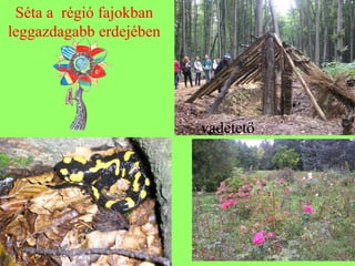 Séta a régió fajokban
leggazdagabb erdejében
vadetető
 