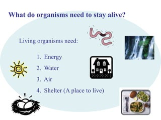 What do organisms need to stay alive? 
Living organisms need: 
1. Energy 
2. Water 
3. Air 
4. Shelter (A place to live) 
 