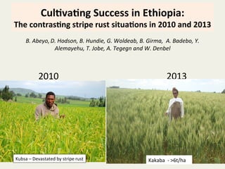 Cul$va$ng	
  Success	
  in	
  Ethiopia:	
  
The	
  contras$ng	
  stripe	
  rust	
  situa$ons	
  in	
  2010	
  and	
  2013	
  
	
  
	
  	
  	
  	
  	
  	
  	
  	
  	
  	
  
	
  	
  	
  	
  	
  	
  	
  	
  	
  	
  	
  2010 	
   	
   	
   	
  	
  	
  	
  	
  	
  	
  	
  	
  2013	
  
Kubsa	
  –	
  Devastated	
  by	
  stripe	
  rust	
  
Digalu	
  -­‐	
  >5t/ha	
  crop	
  
B.	
  Abeyo,	
  D.	
  Hodson,	
  B.	
  Hundie,	
  G.	
  Woldeab,	
  B.	
  Girma,	
  	
  A.	
  Badebo,	
  Y.	
  	
  
Alemayehu,	
  T.	
  Jobe,	
  A.	
  Tegegn	
  and	
  W.	
  Denbel	
  
	
  
Kakaba	
  	
  -­‐	
  >6t/ha	
  
 