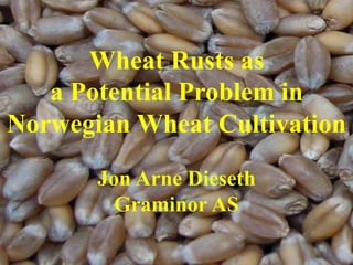 Wheat Rusts as
a Potential Problem in
Norwegian Wheat Cultivation
Jon Arne Dieseth
Graminor AS
 