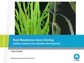 University of Minnesota
Rust Resistance Gene Cloning
perfect markers and cassette development
Peter Dodds
BGRI technical workshop March 2014
 