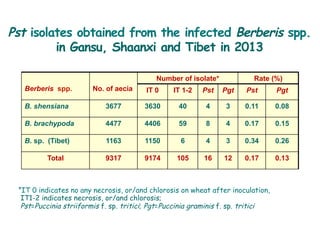 Berberis spp. No. of aecia
Number of isolate* Rate (%)
IT 0 IT 1-2 Pst Pgt Pst Pgt
B. shensiana 3677 3630 40 4 3 0.11 0.08
B. brachypoda 4477 4406 59 8 4 0.17 0.15
B. sp. (Tibet) 1163 1150 6 4 3 0.34 0.26
Total 9317 9174 105 16 12 0.17 0.13
*IT 0 indicates no any necrosis, or/and chlorosis on wheat after inoculation,
IT1-2 indicates necrosis, or/and chlorosis;
Pst=Puccinia striiformis f. sp. tritici; Pgt=Puccinia graminis f. sp. tritici
Pst isolates obtained from the infected Berberis spp.
in Gansu, Shaanxi and Tibet in 2013
 
