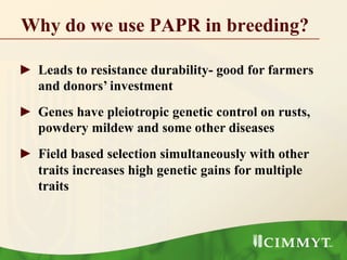 Why do we use PAPR in breeding?
►  Leads to resistance durability- good for farmers
and donors’ investment
►  Genes have pleiotropic genetic control on rusts,
powdery mildew and some other diseases
►  Field based selection simultaneously with other
traits increases high genetic gains for multiple
traits
 