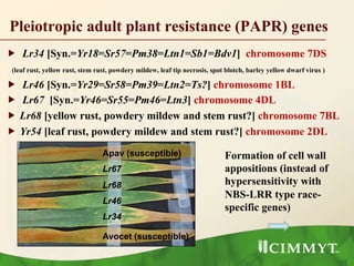 Pleiotropic adult plant resistance (PAPR) genes
„  Lr34 [Syn.=Yr18=Sr57=Pm38=Ltn1=Sb1=Bdv1] chromosome 7DS
(leaf rust, yellow rust, stem rust, powdery mildew, leaf tip necrosis, spot blotch, barley yellow dwarf virus )
„  Lr46 [Syn.=Yr29=Sr58=Pm39=Ltn2=Ts?] chromosome 1BL
„  Lr67 [Syn.=Yr46=Sr55=Pm46=Ltn3] chromosome 4DL
„  Lr68 [yellow rust, powdery mildew and stem rust?] chromosome 7BL
„  Yr54 [leaf rust, powdery mildew and stem rust?] chromosome 2DL
Apav (susceptible)
Lr67
Lr68
Lr46
Lr34
Avocet (susceptible)
Formation of cell wall
appositions (instead of
hypersensitivity with
NBS-LRR type race-
specific genes)
 