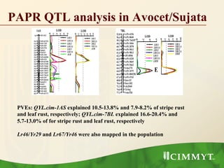 PAPR QTL analysis in Avocet/Sujata
PVEs: QYL.cim-1AS explained 10.5-13.8% and 7.9-8.2% of stripe rust
and leaf rust, respectively; QYL.cim-7BL explained 16.6-20.4% and
5.7-13.0% of for stripe rust and leaf rust, respectively
Lr46/Yr29 and Lr67/Yr46 were also mapped in the population
 