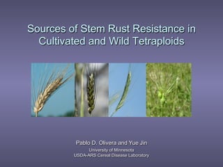 Sources of Stem Rust Resistance in
Cultivated and Wild Tetraploids
Pablo D. Olivera and Yue Jin
University of Minnesota
USDA-ARS Cereal Disease Laboratory
 