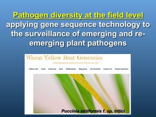 Field pathogenomics of wheat yellow (stripe) rust | PPT