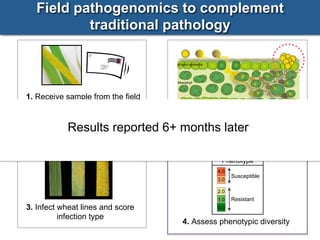 Field pathogenomics of wheat yellow (stripe) rust | PPT
