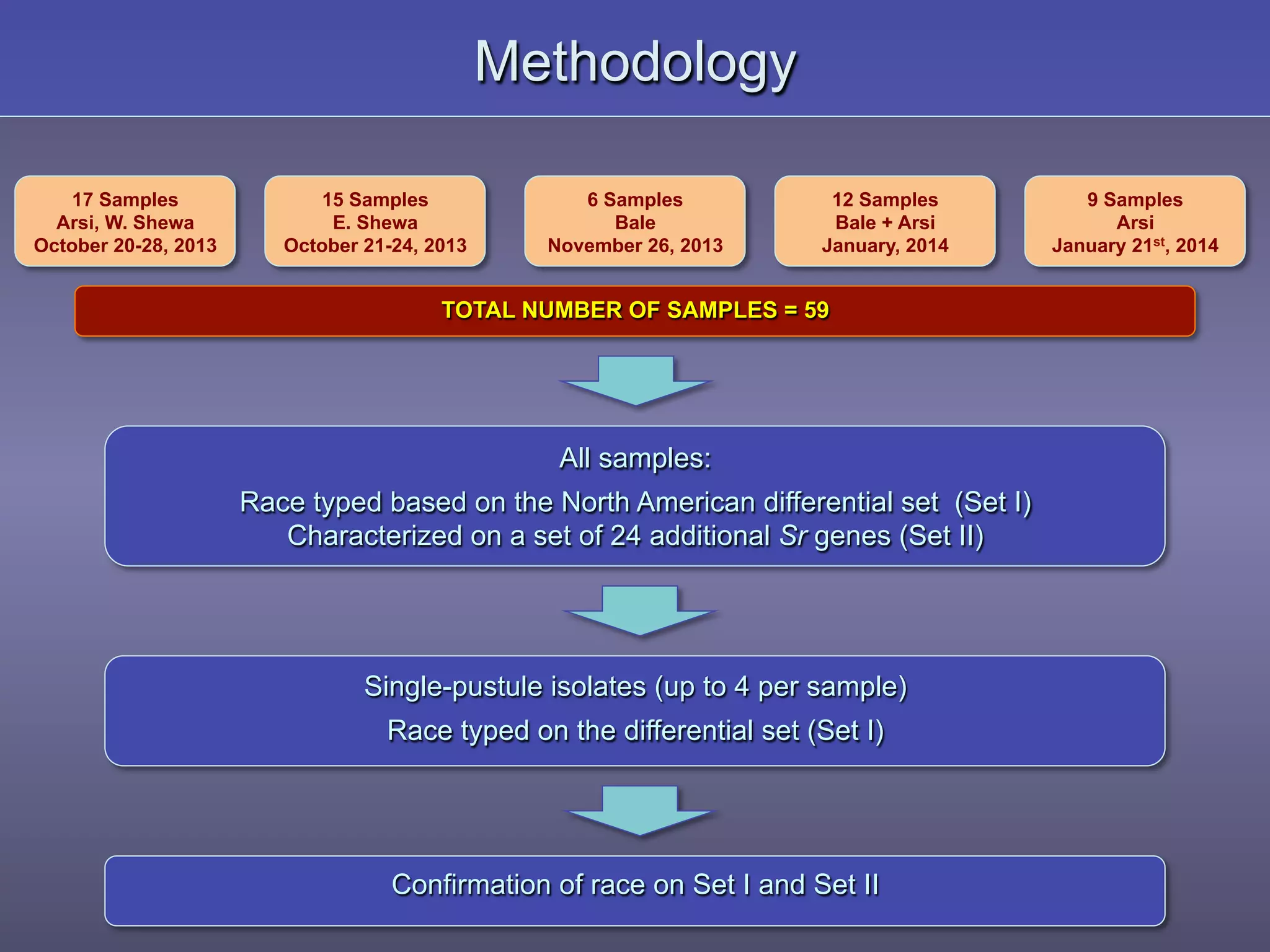 Methodology
17 Samples
Arsi, W. Shewa
October 20-28, 2013
15 Samples
E. Shewa
October 21-24, 2013
6 Samples
Bale
November 26, 2013
12 Samples
Bale + Arsi
January, 2014
9 Samples
Arsi
January 21st, 2014
TOTAL NUMBER OF SAMPLES = 59
All samples:
Race typed based on the North American differential set (Set I)
Characterized on a set of 24 additional Sr genes (Set II)
Single-pustule isolates (up to 4 per sample)
Race typed on the differential set (Set I)
Confirmation of race on Set I and Set II
 